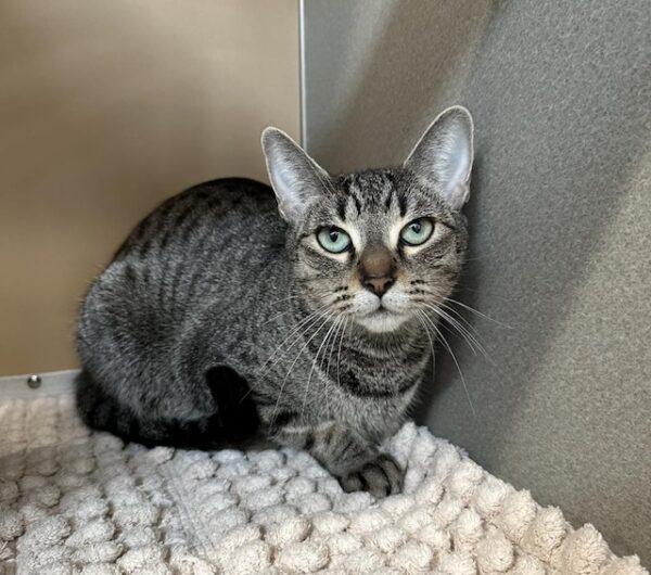 Adoptable Pet of the Week: Tootie