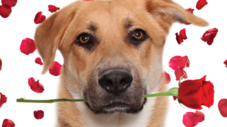 Local shelter offers $14 pet adoptions during Valentine’s event