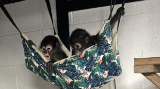 Charles Paddock zoo welcomes three young Mexican spider monkeys