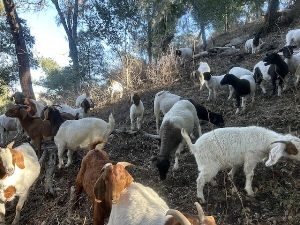 Over the past month, the goats and sheep cleared 10 acres of land