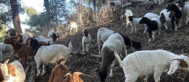 Over the past month, the goats and sheep cleared 10 acres of land