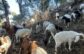 Goat herds return to riverbed to graze firebreaks