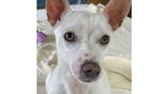 Linguini adoptable pet