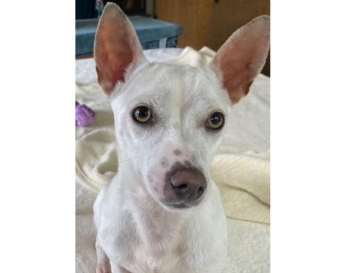 Linguini adoptable pet