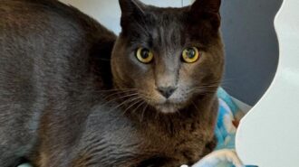 Adoptable Pet of the Week: Amore