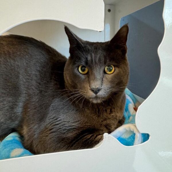 Adoptable Pet of the Week: Amore