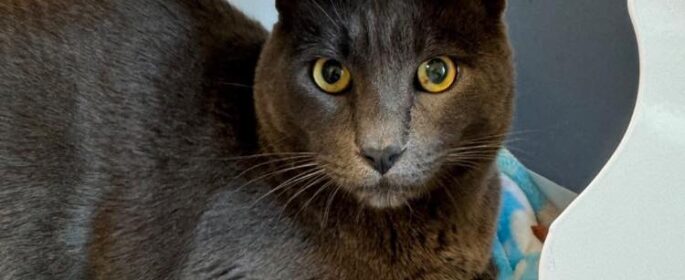 Adoptable Pet of the Week: Amore