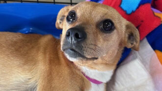 Adoptable Pet of the Week: Foxy