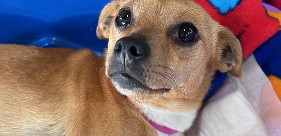 Adoptable Pet of the Week: Foxy