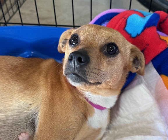 Adoptable Pet of the Week: Foxy