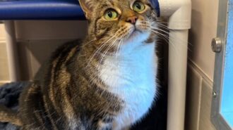 Adoptable Pet of the Week: Jill