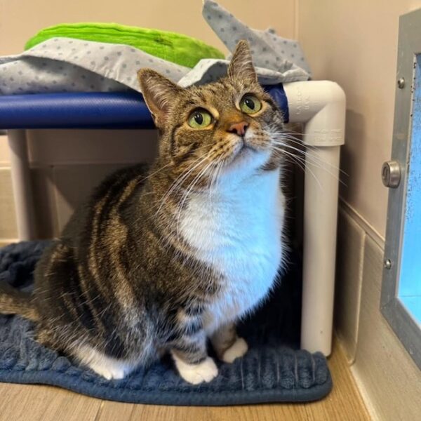 Adoptable Pet of the Week: Jill