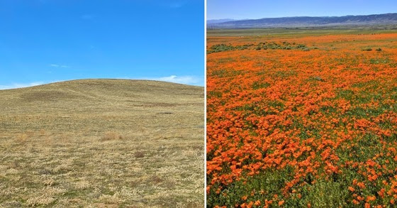 State parks expect limited wildflower bloom this spring