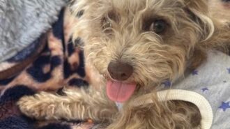 Adoptable Pet of the Week: Truffle