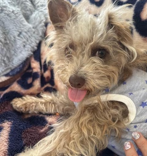 Adoptable Pet of the Week: Truffle