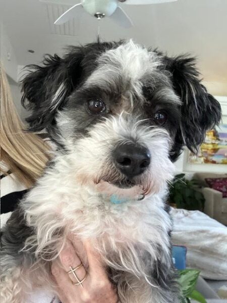 Winston pet of the week