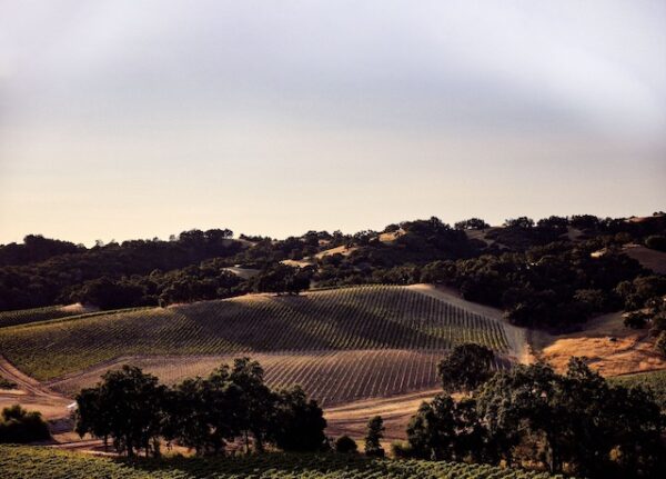 halter ranch organic