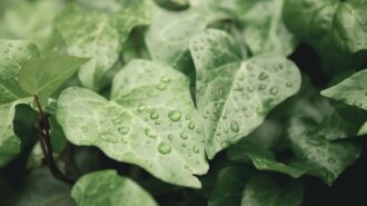 Trace amounts of rain in the forecast for Paso Robles starting Saturday