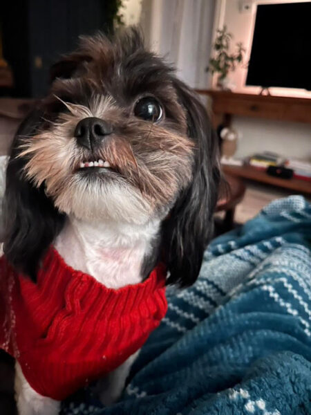 Georgie adoptable pet