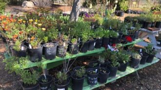 Creston Garden Club holds annual fundraiser and plant giveaway
