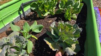 UC Master Gardeners host free seedling workshop at Centennial Park