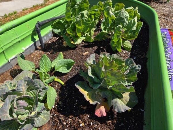 UC Master Gardeners host free seedling workshop at Centennial Park