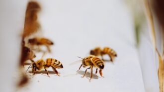 Hope Family Wines adds beekeeping to regenerative farming efforts