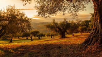 Warm days, cool nights expected this week in Paso Robles