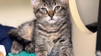 Adoptable Pet of the Week: Oscar