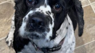 adoptable pet of the week milo