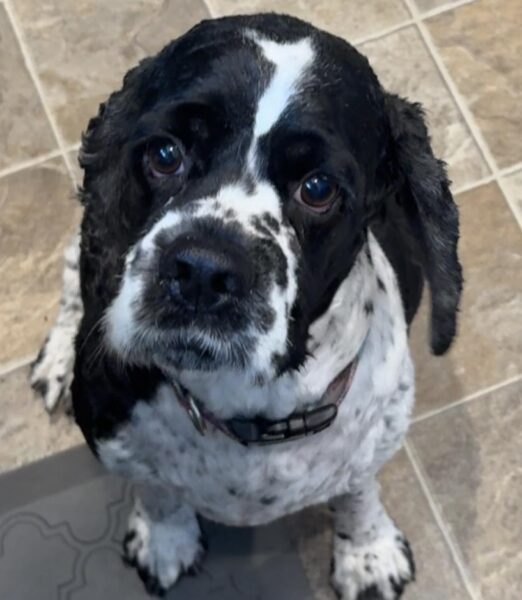 Milo pet of the week