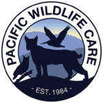 Library to host wildlife presentation with Pacific Wildlife Care