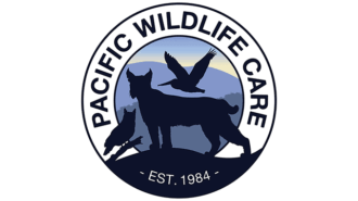 Library to host wildlife presentation with Pacific Wildlife Care