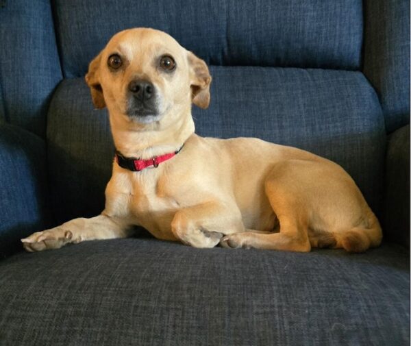 Terra adoptable pet of the week