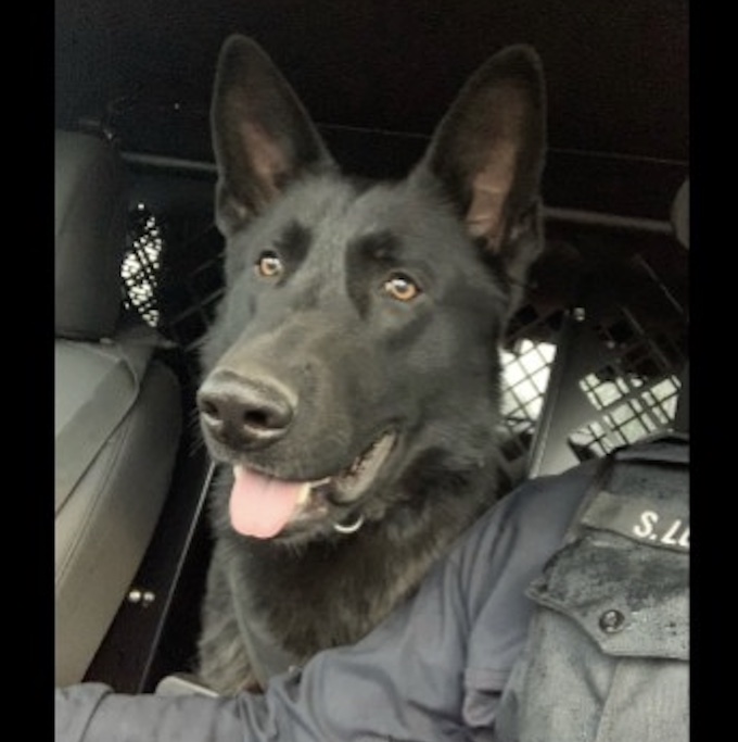 Community invited to meet police dog Griff at upcoming event