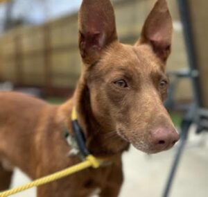 pet of the week archer