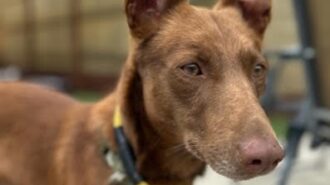 pet of the week archer