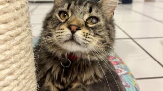 Adoptable Pet of the Week: Max