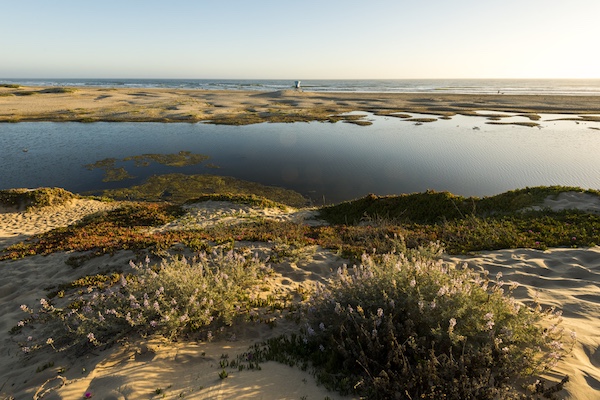 Pismo State Beach. From California State Parks. Photo by Brian Baer.