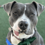 Local humane society receives $12,500 grant to support efforts