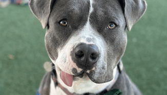 Local humane society receives $12,500 grant to support efforts