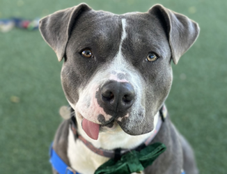 Local humane society receives $12,500 grant to support efforts