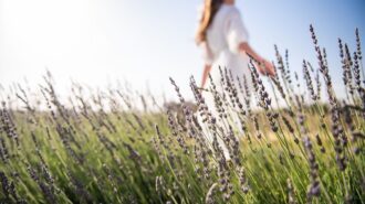 Local lavender farm opens for 'you-pick' season May 11