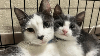 Summer volunteers needed for Cal Poly Cat Program