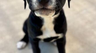 Adoptable Pet of the Week: Paris