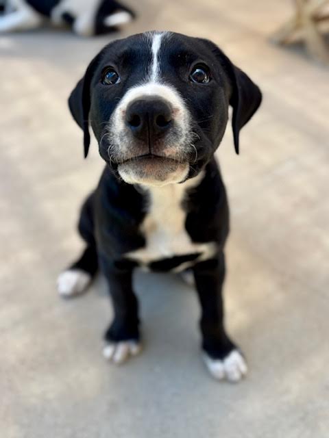 Adoptable Pet of the Week: Paris