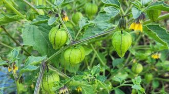 Paso Robles volunteers host free summer vegetable garden workshop