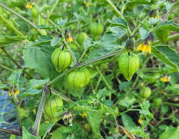 Event welcomes participants of all ages to learn about gardening