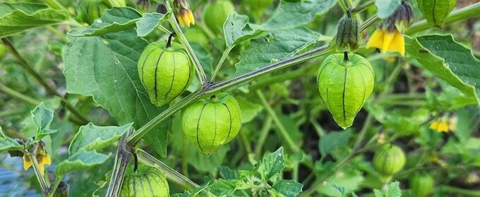 Paso Robles volunteers host free summer vegetable garden workshop