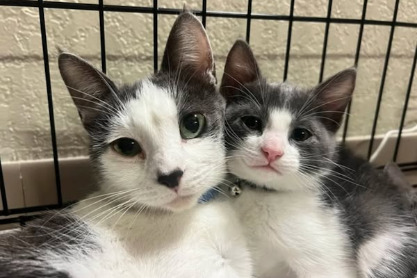 Summer volunteers needed for Cal Poly Cat Program